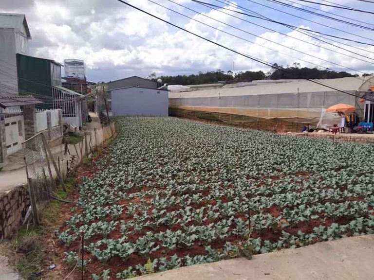 Bán đất, Đường Lữ Gia, Phường 9, Tp Đà Lạt, Đường Ô tô, 78 m2