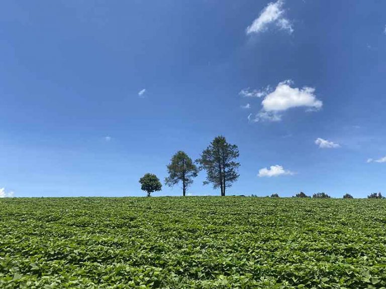 Bán đất, Thôn Hang Hớt, Xã Mê Linh, Huyện Lâm Hà, Đất có View đẹp, 5 ha