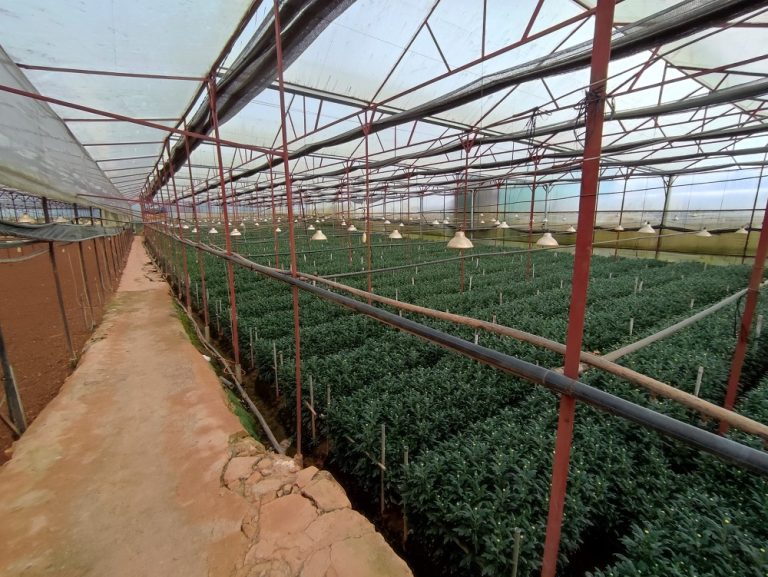 Bán đất, Đường Vạn Hạnh, Phường 8, Tp Đà Lạt, Đường bê tông 5 m, 1297 m2