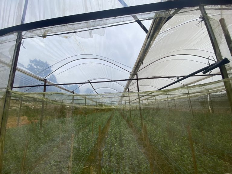 Bán đất, Đường Trại Mát, Phường 11, Đà Lạt, Đường nhựa ô tô 5m, 1187 m2