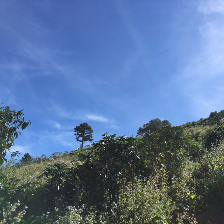 Bán đất, Đường Đankia, Thị trấn Lạc Dương, Huyện Lạc Dương, Đường đất 5 m, 2000 m2