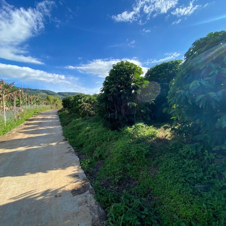 Bán đất, Xã Đông Thanh, Huyện Lâm Hà, Đường bê tông ô tô 5m, 4287m2