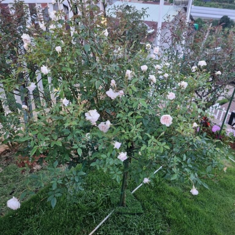 Bán đất, Thôn Xuân Thành, Xã Xuân Thọ, TP Đà Lạt, Đường bê tông 3m, 1000m2