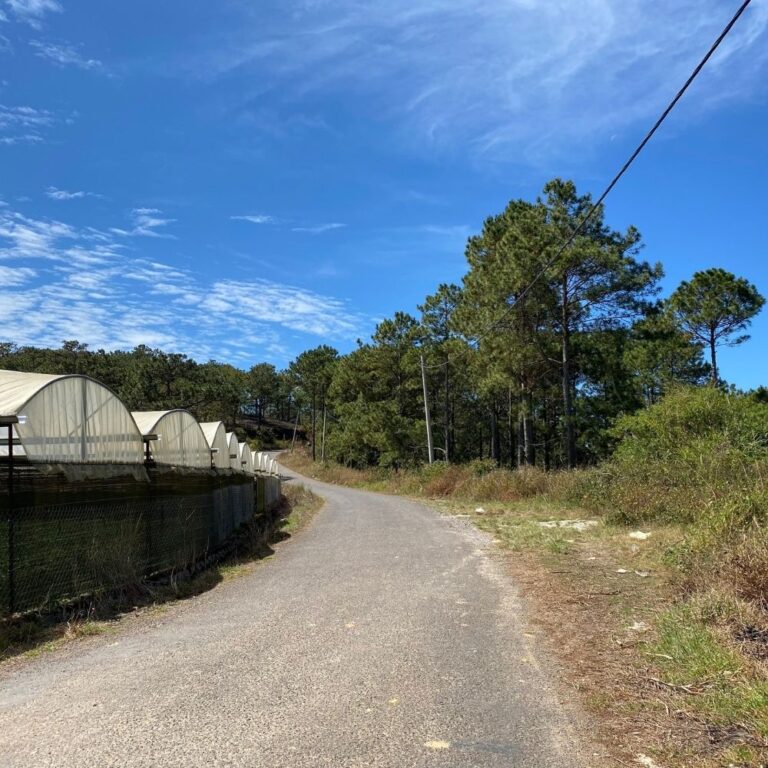 Bán đất, Đường Tự Tạo, Trại Mát, Phường 11, TP Đà Lạt, Đường ô tô tận nơi, 4801m2