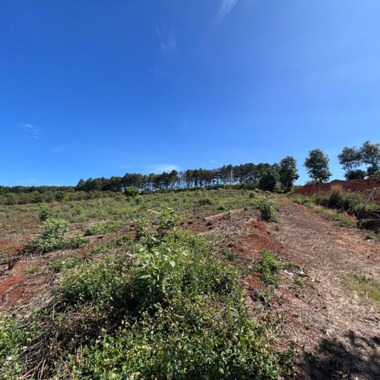 Bán đất, thị trấn Nam Ban, huyện Lâm Hà, Lâm Đồng, Đường ô tô vào tận nơi 4m, 1006m2