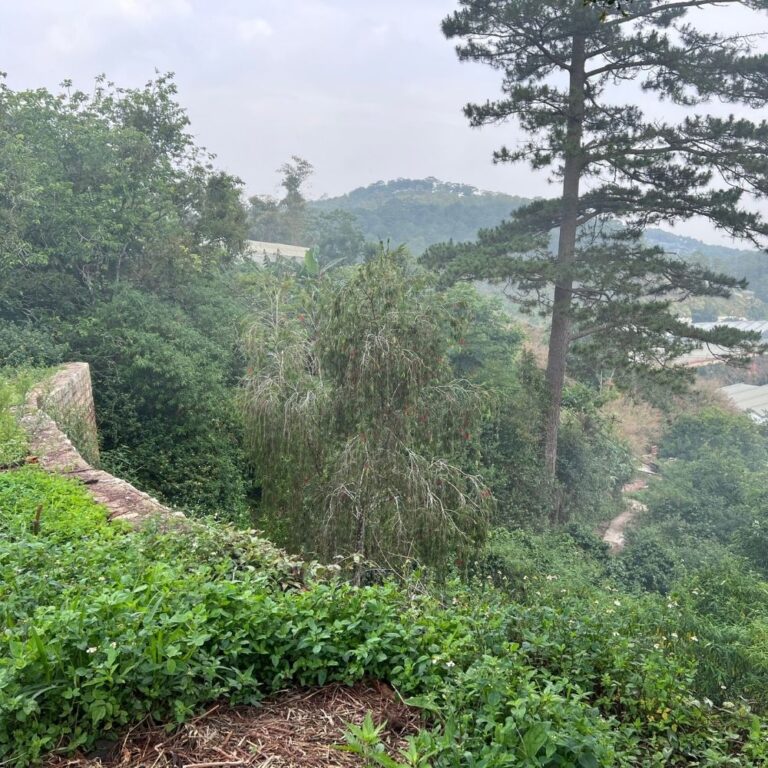 Bán đất, thôn Măng Line, phường 7, thành phố Đà Lạt, 1500m2, Đường nhựa ô tô 4,5m