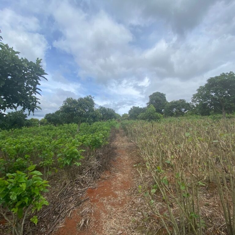 Bán đất, xã Nam Hà, Huyện Lâm Hà, thành phố Đà Lạt, 12000m2, Đường đất ô tô 4m