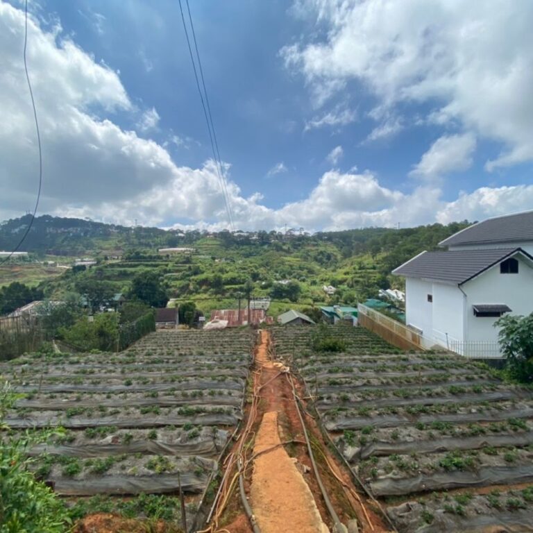 Bán đất, đường Triệu Việt Vương Phường 4, thành phố Đà Lạt, 3480m2, Đường nhựa hiện trạng 10m