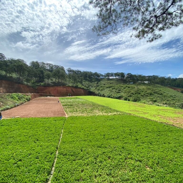 Bán đất, xã Lát, huyện Lạc Dương, tỉnh Lâm Đồng, 47000m2, Đường đất hiện trạng 3,5m