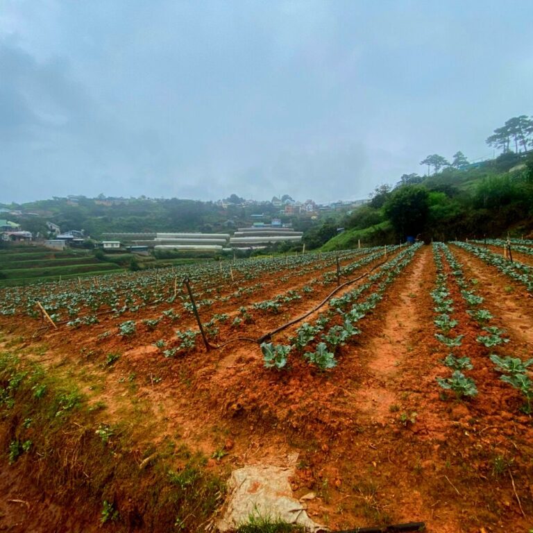 Bán đất, xã Xuân Thọ, thành phố Đà Lạt, tỉnh Lâm Đồng, 2952m2, Thích hợp kinh doanh dịch vụ du lịch, Đường hẻm bê tông 4m