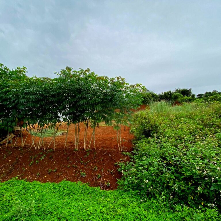 Bán đất, xã Gia Lâm, huyện Lâm Hà, tỉnh Lâm Đồng, 500m2, Thế đất bằng phẳng 2 mặt tiền, Đường ô tô đến tận nơi