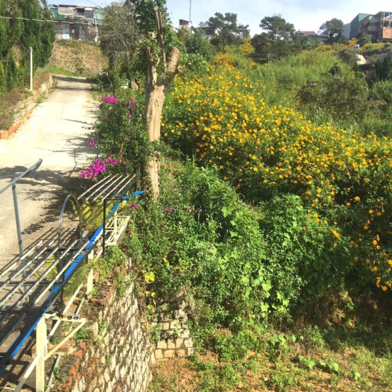 Bán đất, đường Huyền Trân Công Chúa, phường 4, thành phố Đà Lạt, 1012m2, Thích hợp định cư kinh doanh, Đường hẻm lộ giới 3,5m