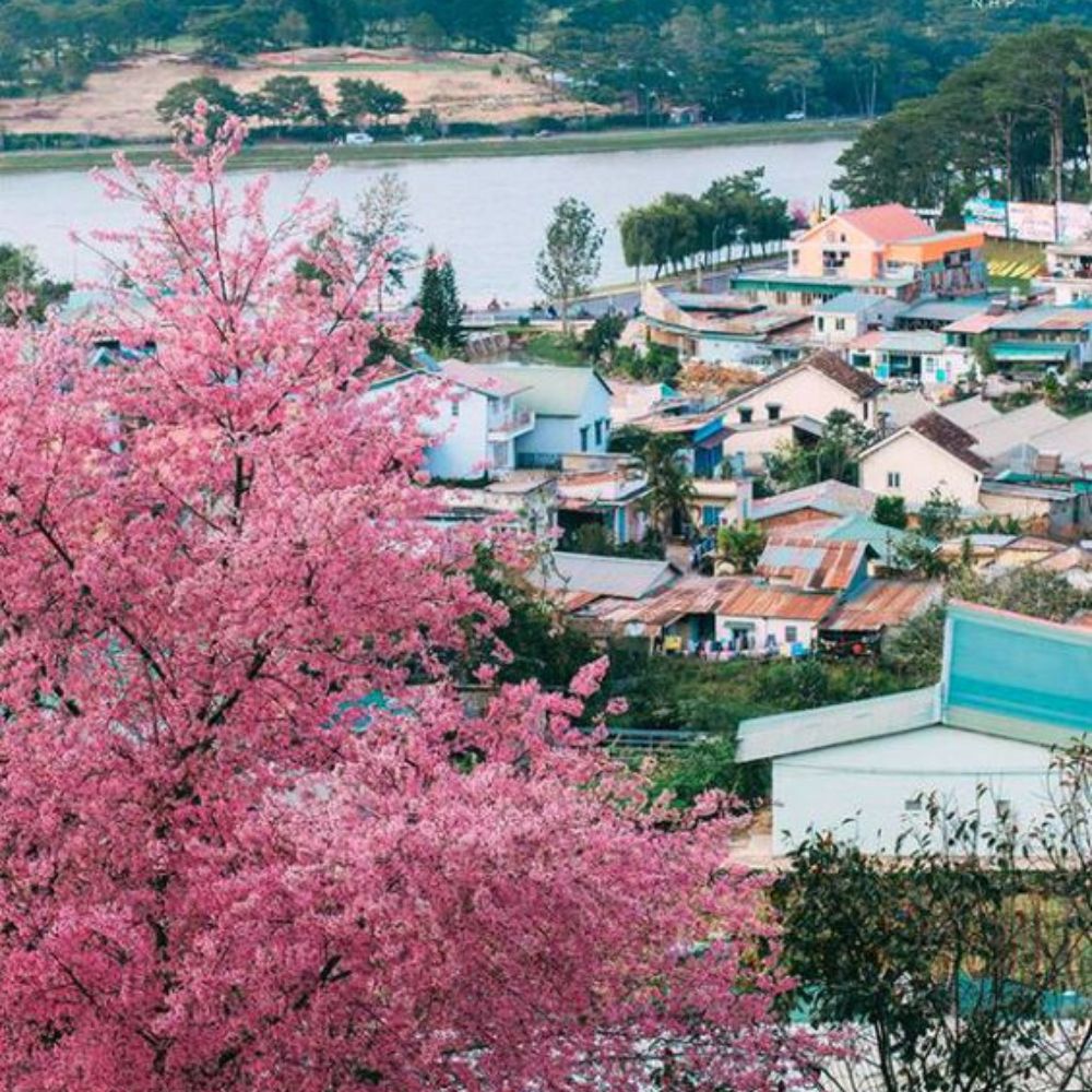 Bat dong san Da Lat 2022 2023 quangthinhland.vn 04