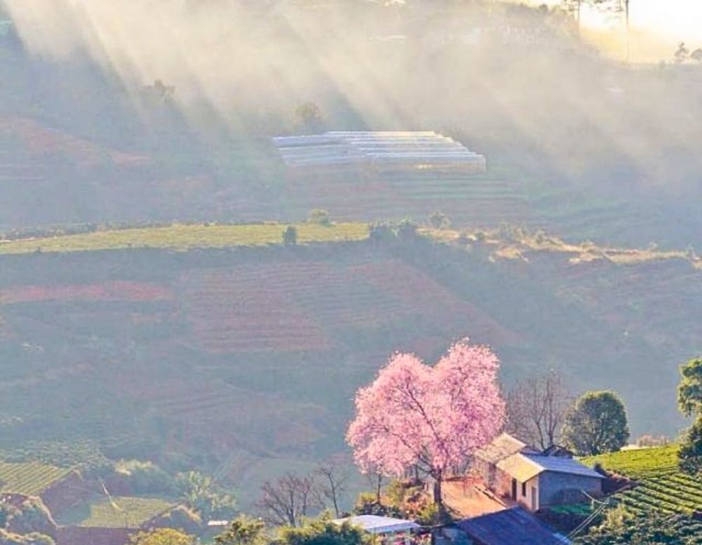 ancgroup.vn THỊ TRƯỜNG NHÀ THUÊ ĐÀ LẠT