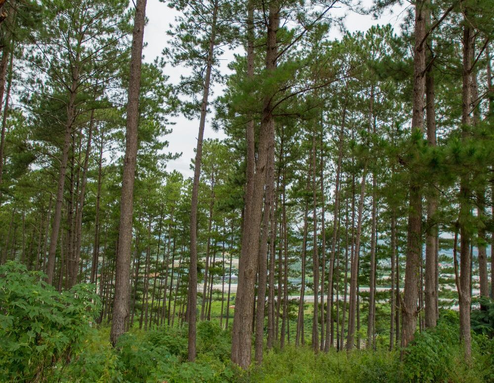 CÔNG KHAI ĐẦY ĐỦ CÁC ĐỒ ÁN QUY HOẠCH TẠI LÂM ĐỒNG ĐÃ ĐƯỢC PHÊ DUYỆT 3 Cong khai quy hoach Lam Dong quangthinhland.vn 03 e1738653578739