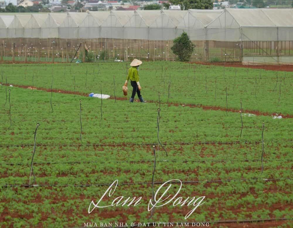 MuabannhadatuytinLamDong quangthinhland.vn 07 1 e1738655100860