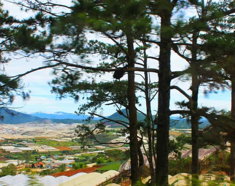 DaLatChuyen900haSangPhiNongNghiepquangthinhland.vn 02 1 e1738659212239