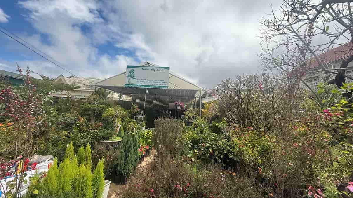 Cần sang lại mặt bằng bán cây cảnh đường Hùng Vương 